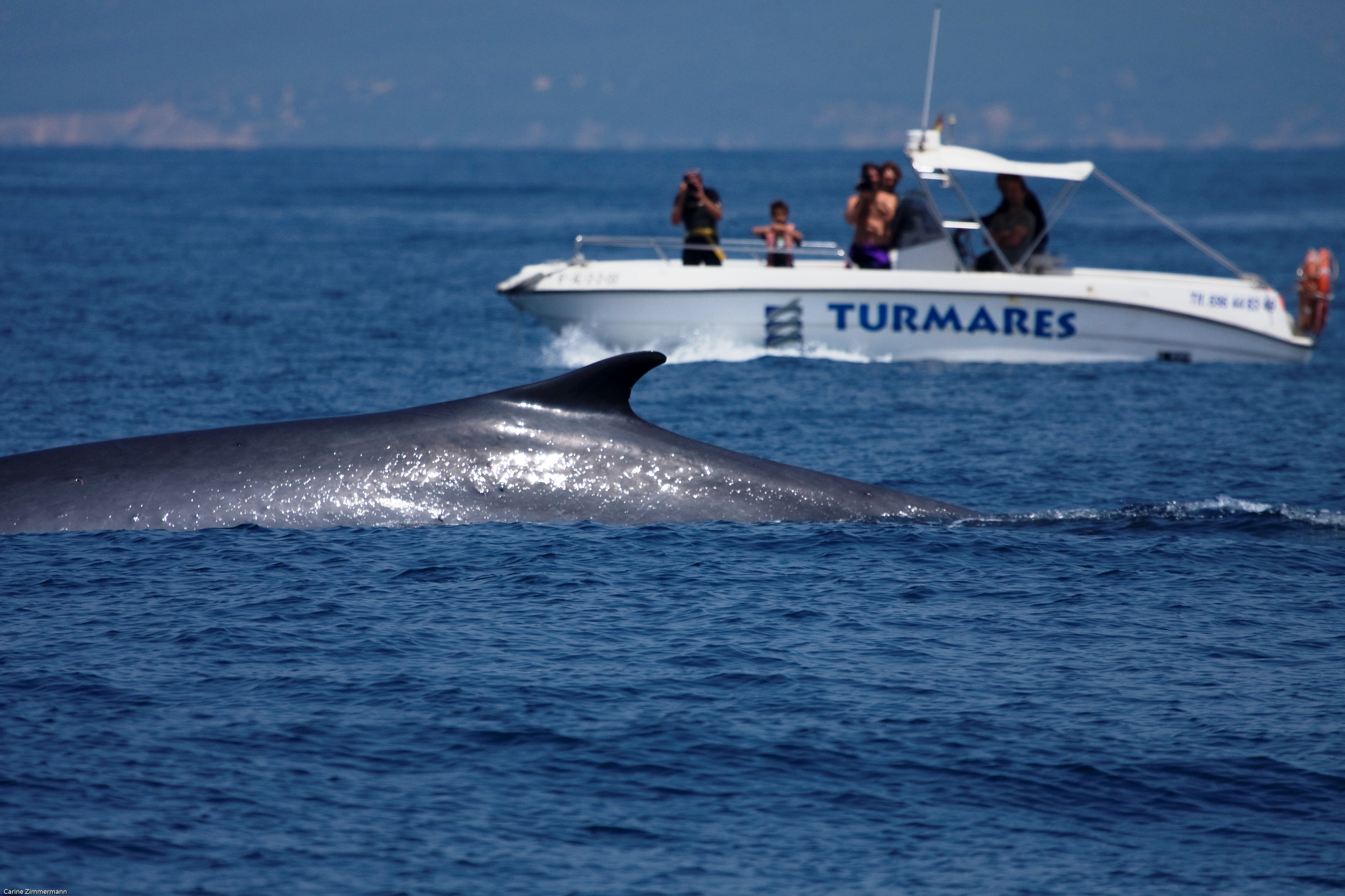 Whale watching